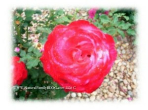 Natural Family Company