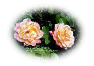 Natural Family Roses
