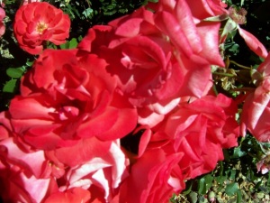 Red Roses